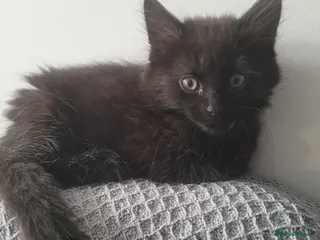 British Longhair cats BLACK FLUFFY KITTEN (READY NOW) - Advert 2