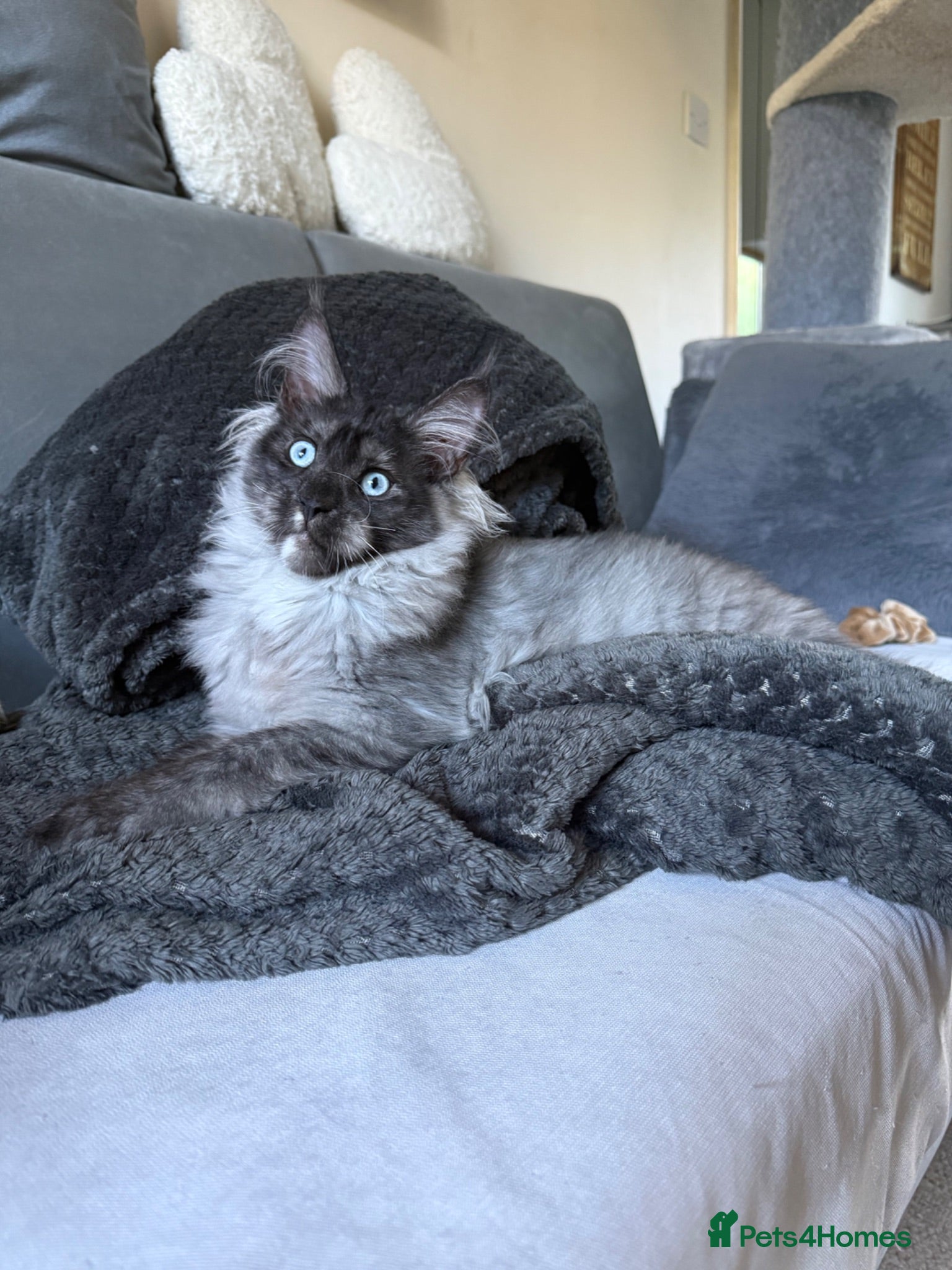Maine Coon cats XXL kittens Tica ❤️ - Advert 2