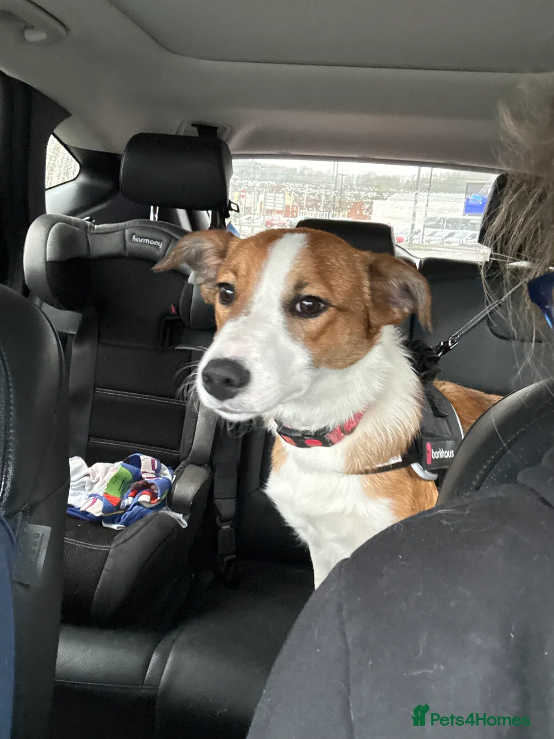 Border Collie dogs for sale: Angel - Advert 1