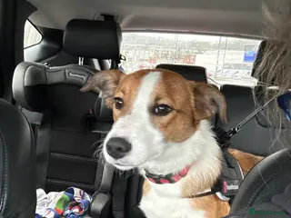 Border Collie dogs Angel - Advert 8