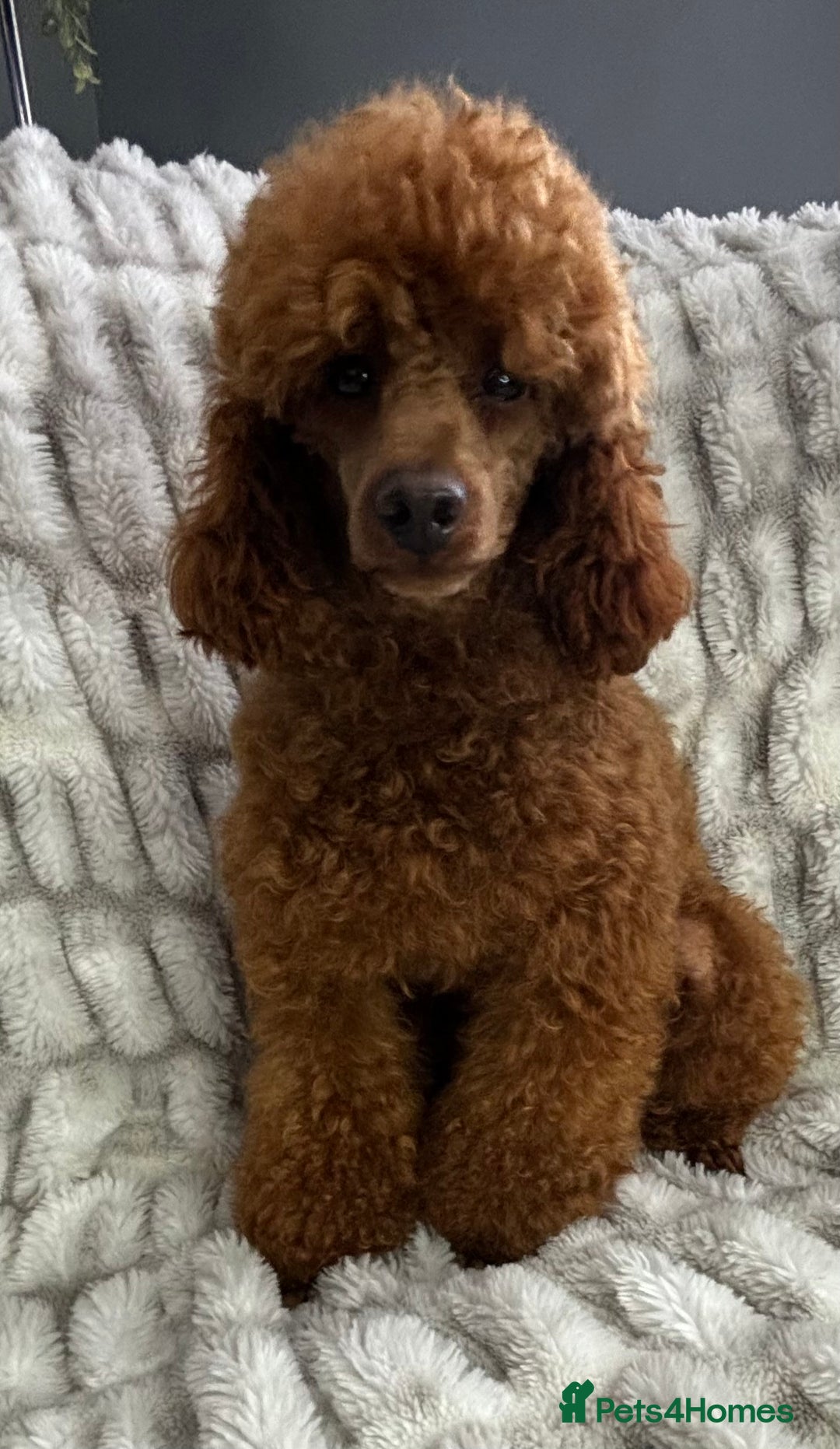 Toy Poodle dogs for stud: KC REG DEEP FOX RED HEALTH TESTED POODLE STUD  in Hoddesdon - Advert 10