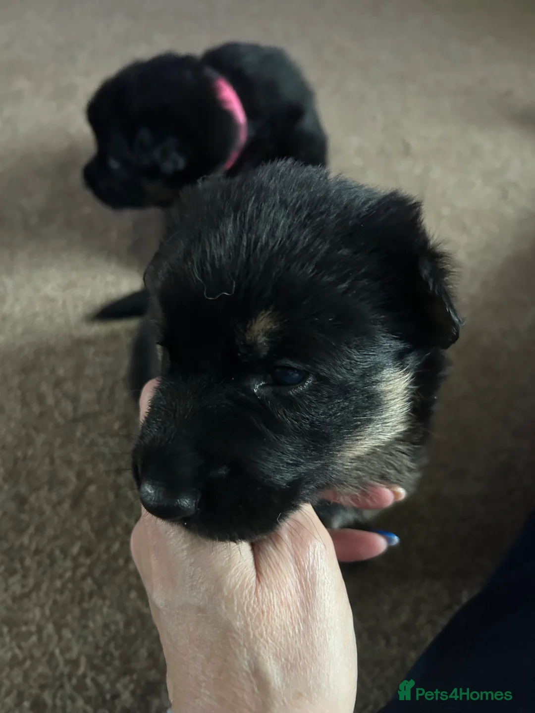 German Shepherd dogs for sale: 2 KC registered German shepherd girls for sale - Advert 8