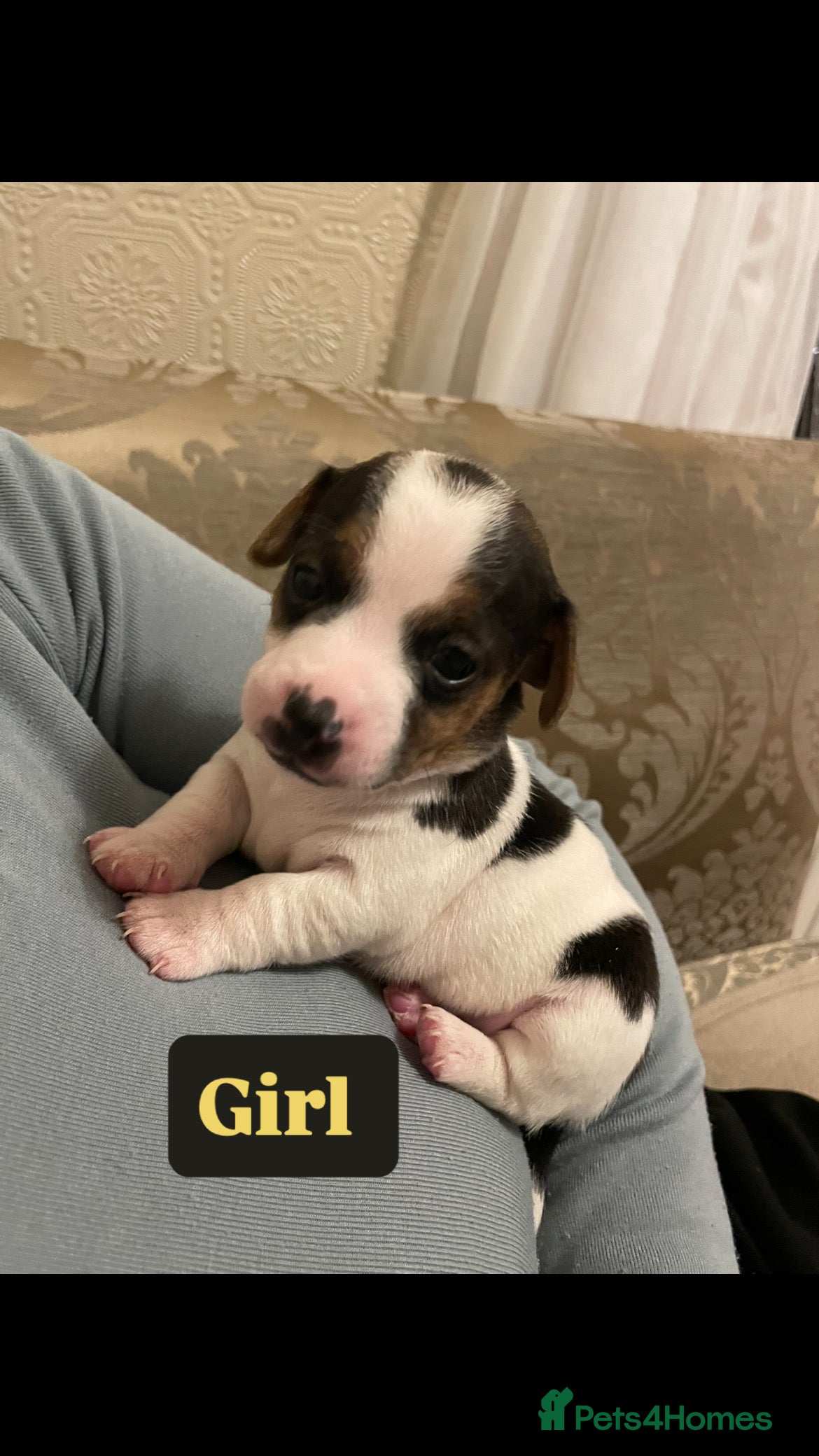 Jack Russell dogs Miniature jack russell puppies  - Advert 8