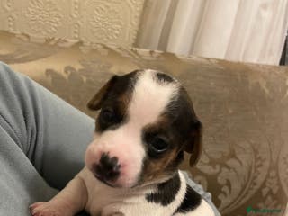 Jack Russell dogs Miniature jack russell puppies - Advert 8