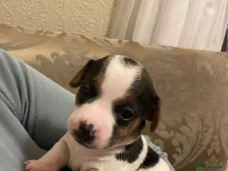 Jack Russell dogs Miniature jack russell puppies - Advert 10