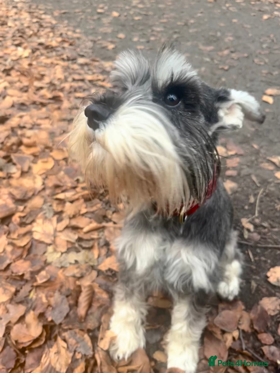 Miniature Schnauzer dogs for sale: 🖤 Stunning black boy schnauzer 🖤 - Advert 2