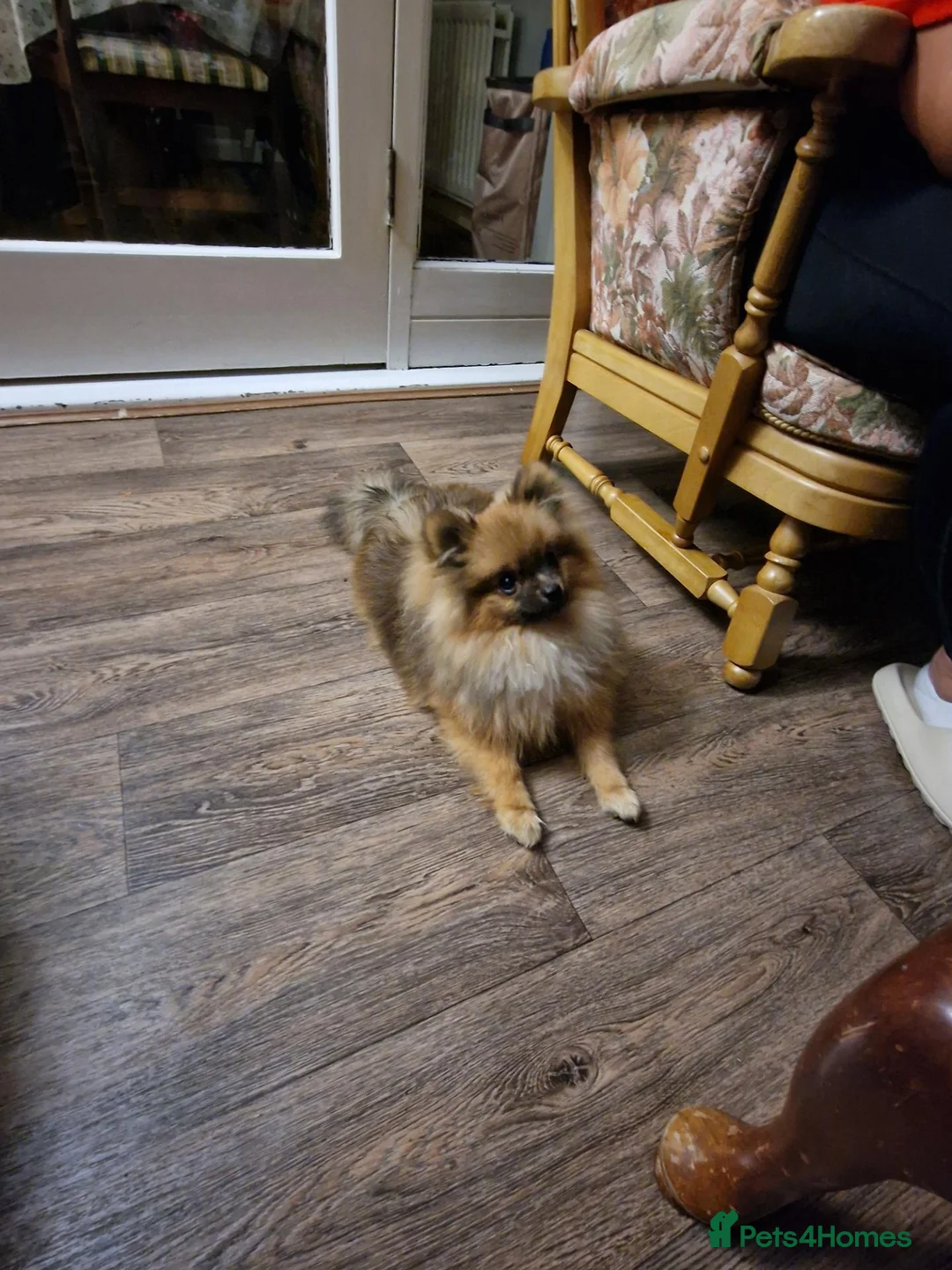 Pomeranian dogs for sale: Beautiful male pomeranian  in Evesham - Advert 1