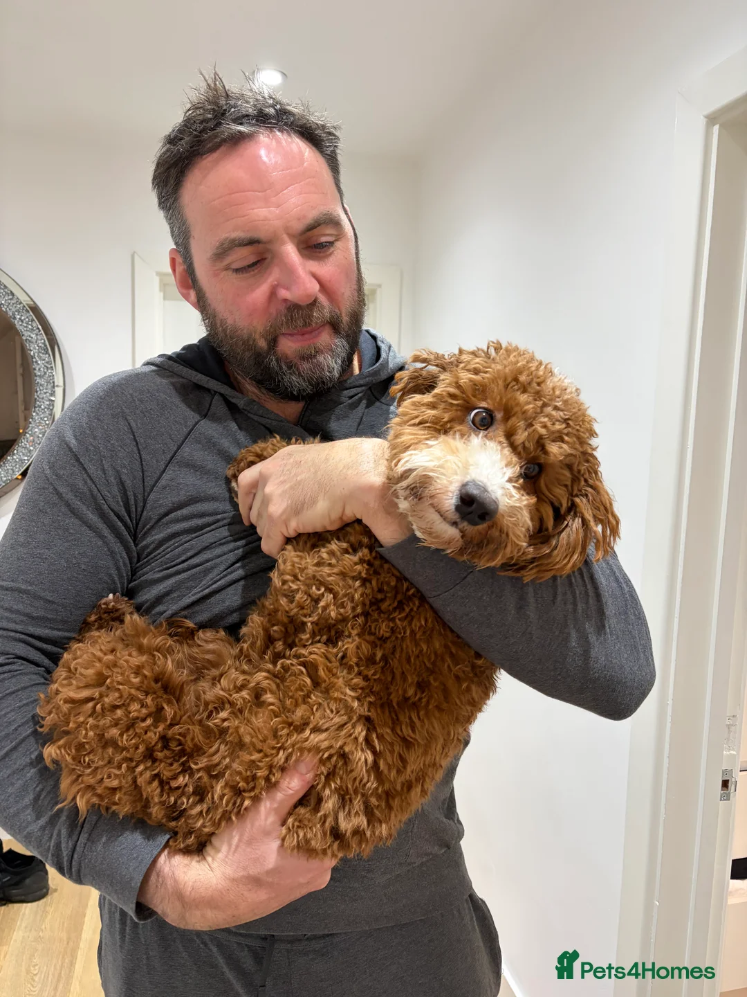 Cavapoo dogs for sale: F1b Cavapoo 10 months old  - Advert 5