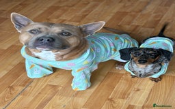 American Bully dogs for sale: 3 year old pocket bully looking for new home - Image 6