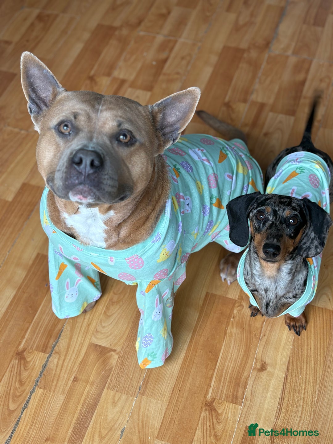 American Bully dogs for sale: 3 year old pocket bully looking for new home - Image 6