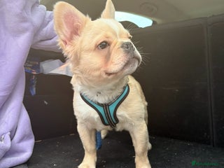 French Bulldog dogs 1 boy left fluffy cream boy carrying pink - Advert 7