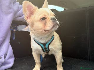 French Bulldog dogs 1 boy left fluffy cream boy carrying pink - Advert 19