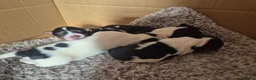 Jack Russell dogs for sale: Jack Russell puppies  - Advert 3