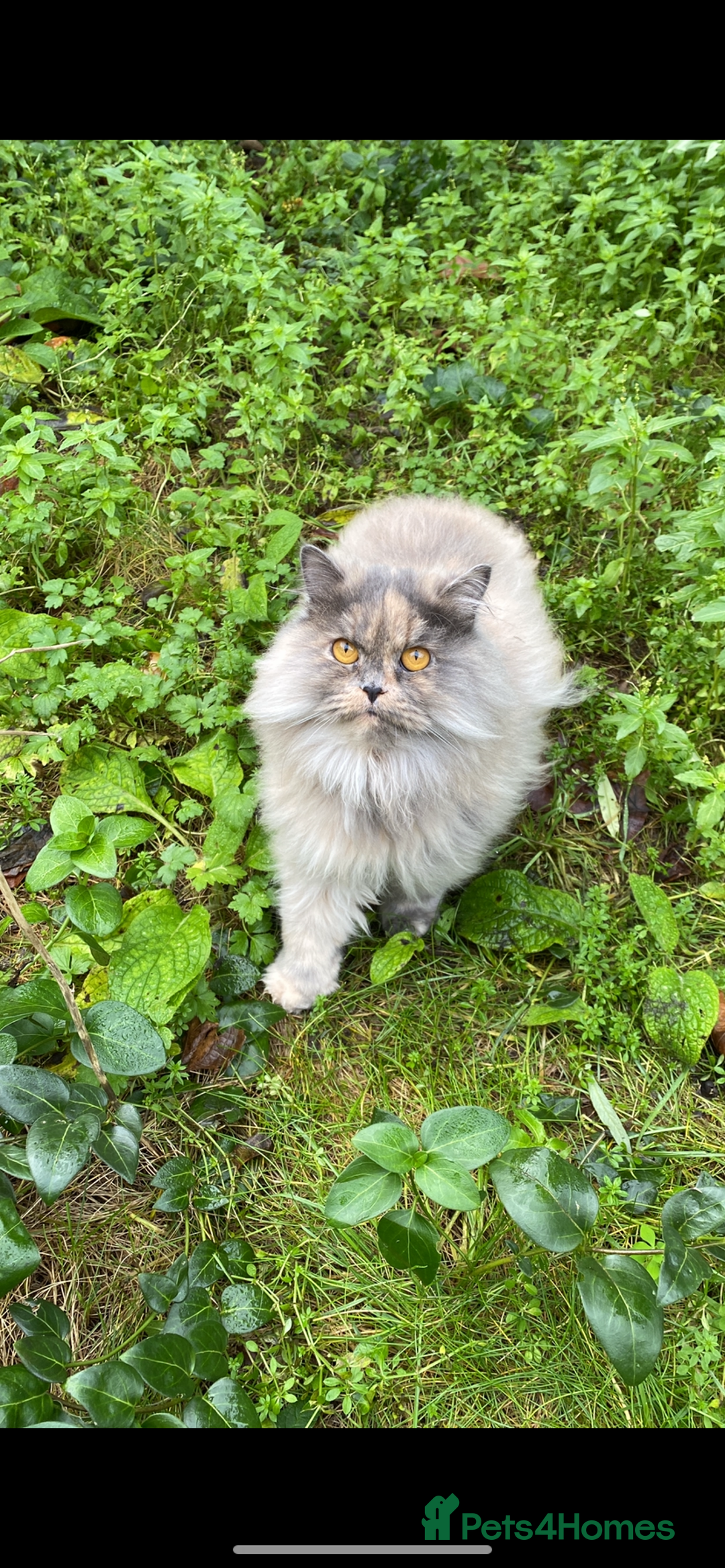 British Longhair cats for sale: Mixed colour Female British longhair  - Advert 2