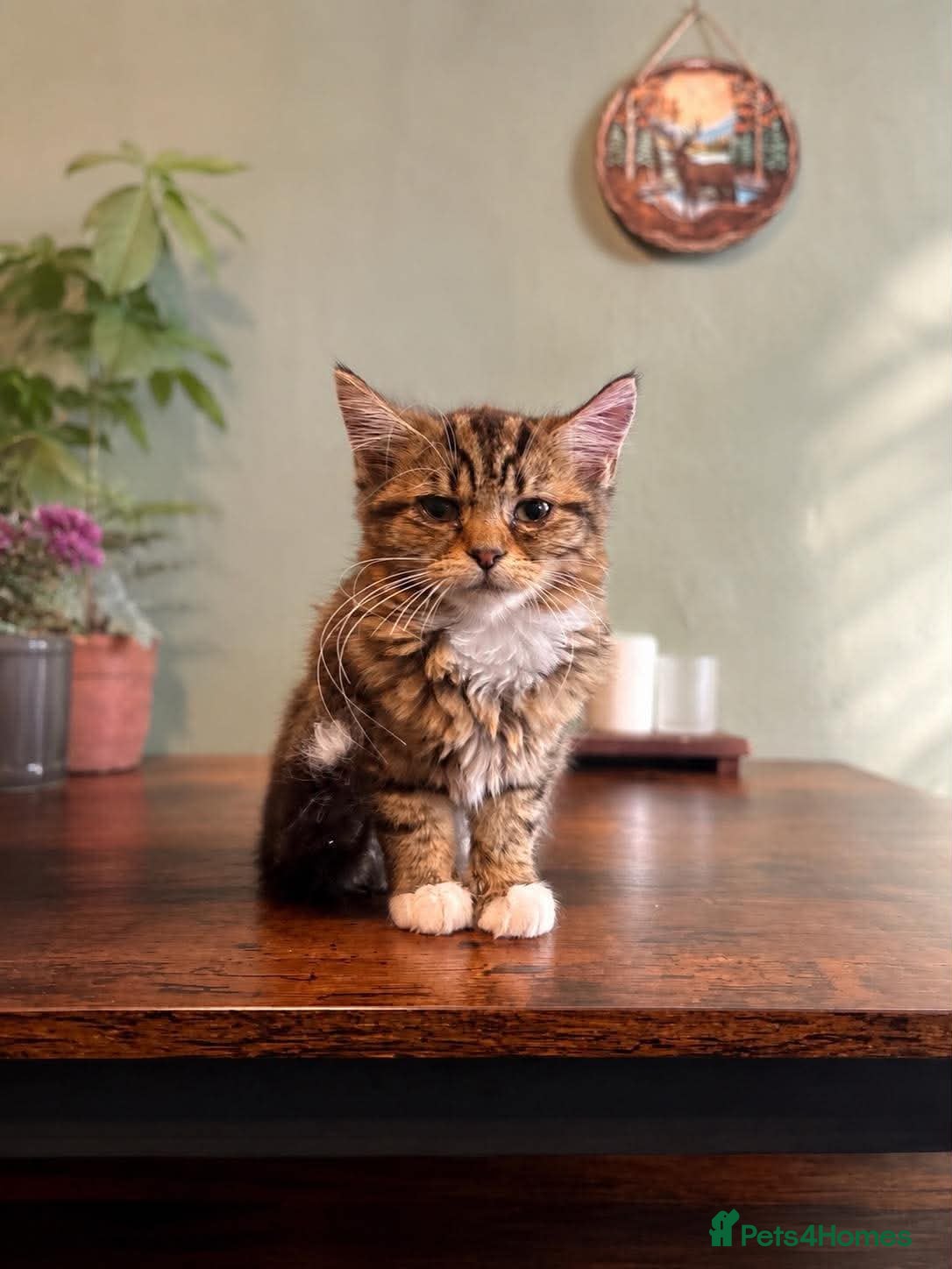 Mixed Breed cats Kittens - Advert 18