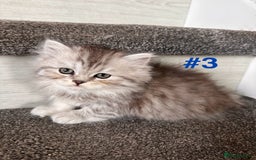 Scottish Fold cats for sale: Adorable Scottish Fold Kittens Ready for New Homes - Image 13