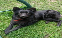 Mixed Breed dogs for adoption: 💖🐶 LILU JET 🐶💖 - Image 11
