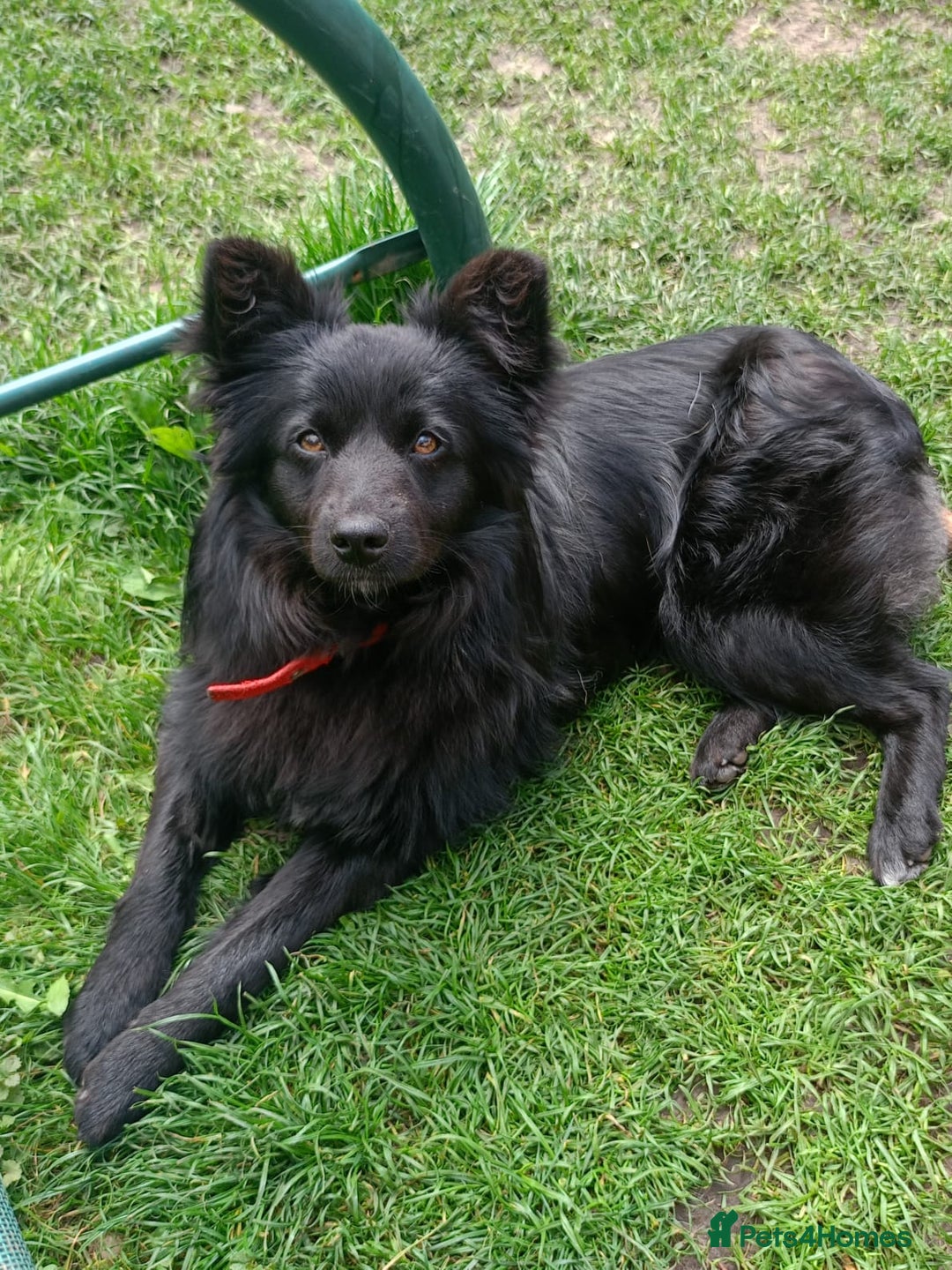 Mixed Breed dogs for adoption: 💖🐶 LILU JET 🐶💖 - Image 11