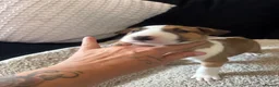 English Bull Terrier dogs for sale: English bull terriers puppies - Advert 25