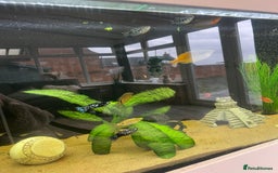 Other/Mixed Breed fish for sale: Mixture of tropical fish for sale £30 for all - Image 1