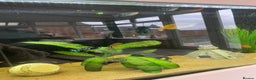 Other/Mixed Breed fish for sale: Mixture of tropical fish for sale £30 for all - Advert 1
