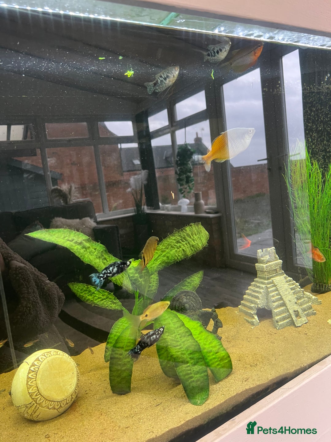 Other/Mixed Breed fish for sale: Mixture of tropical fish for sale £30 for all - Image 1