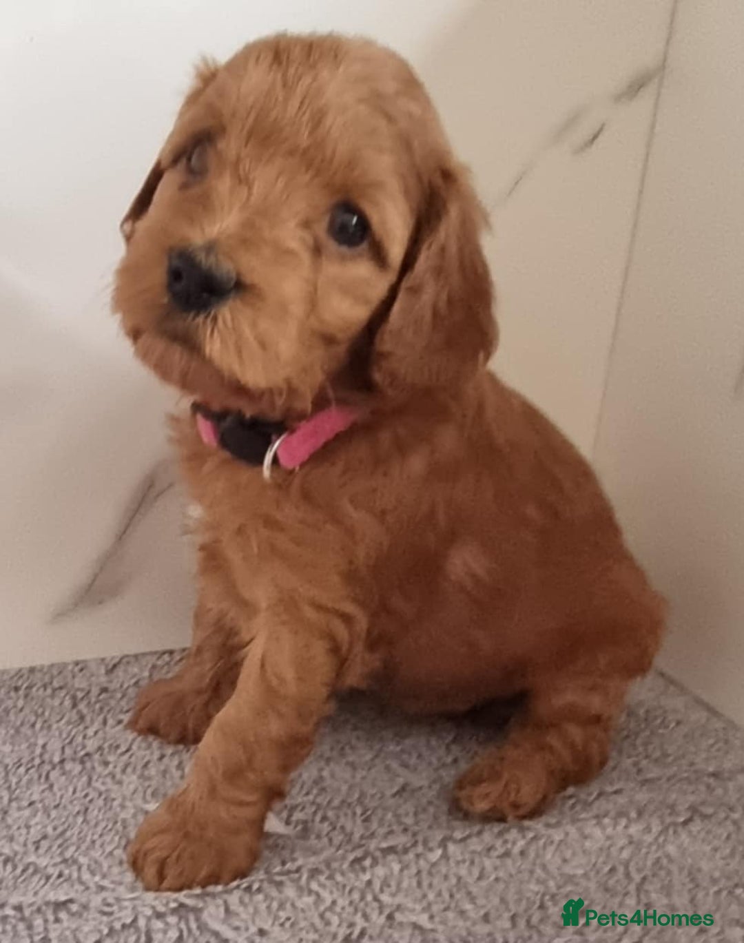 Cockapoo dogs for sale: Cockapoo's - Image 5