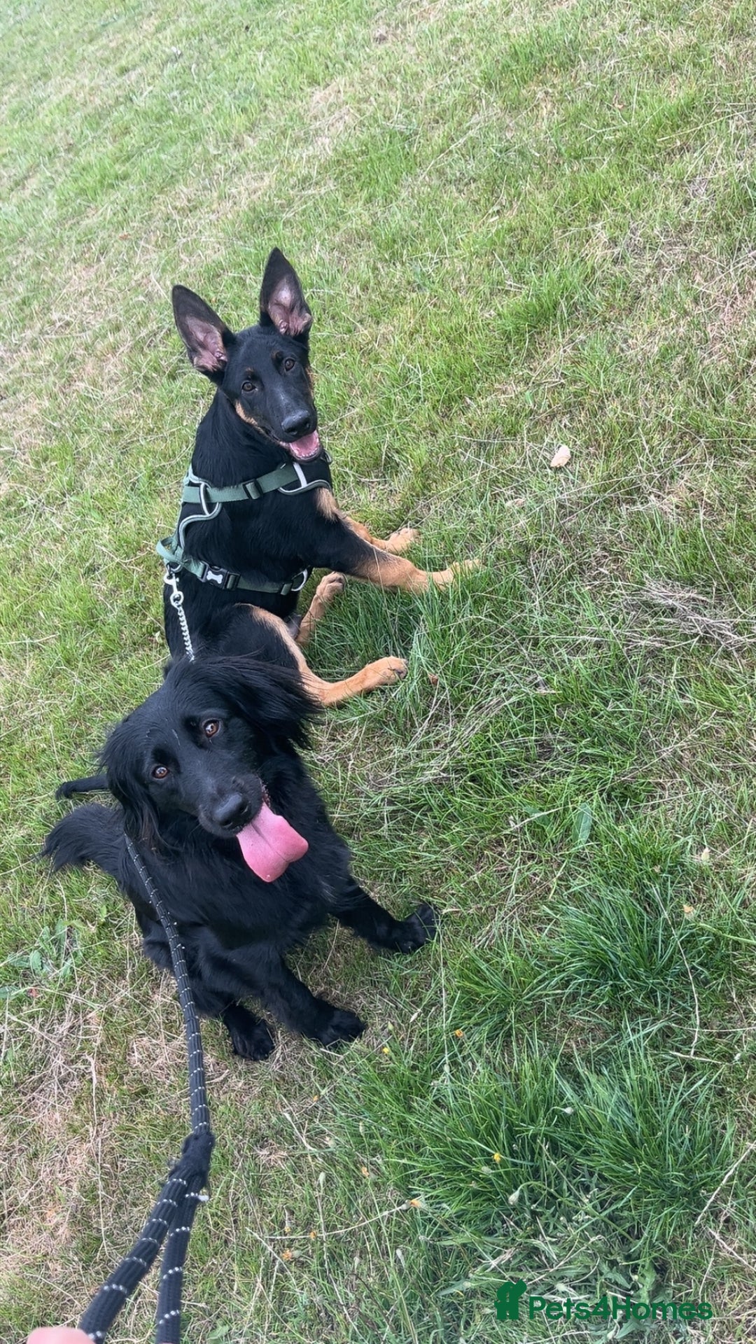 German Shepherd dogs for sale: German sherpard male puppy  - Advert 11