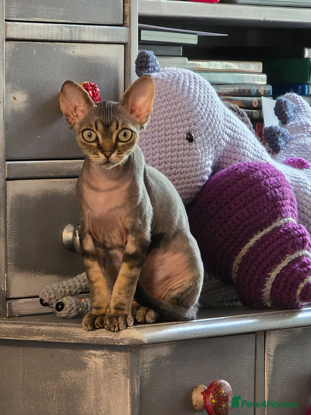 Devon Rex cats for sale: READY NOW Super loving Devon Rex - Advert 2