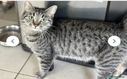 Mixed Breed cats for sale: Cuddly kitty  - Image 5