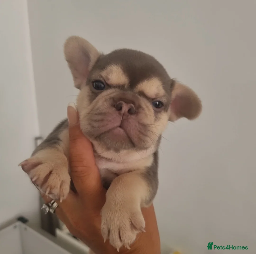 French Bulldog dogs for stud: KC registered fluffy carrier frenchie stud in Dudley - Advert 6