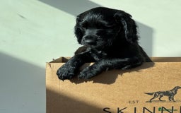 Cocker Spaniel dogs for sale: Beautiful Litter of Cocker Spaniel Puppies  - Image 4