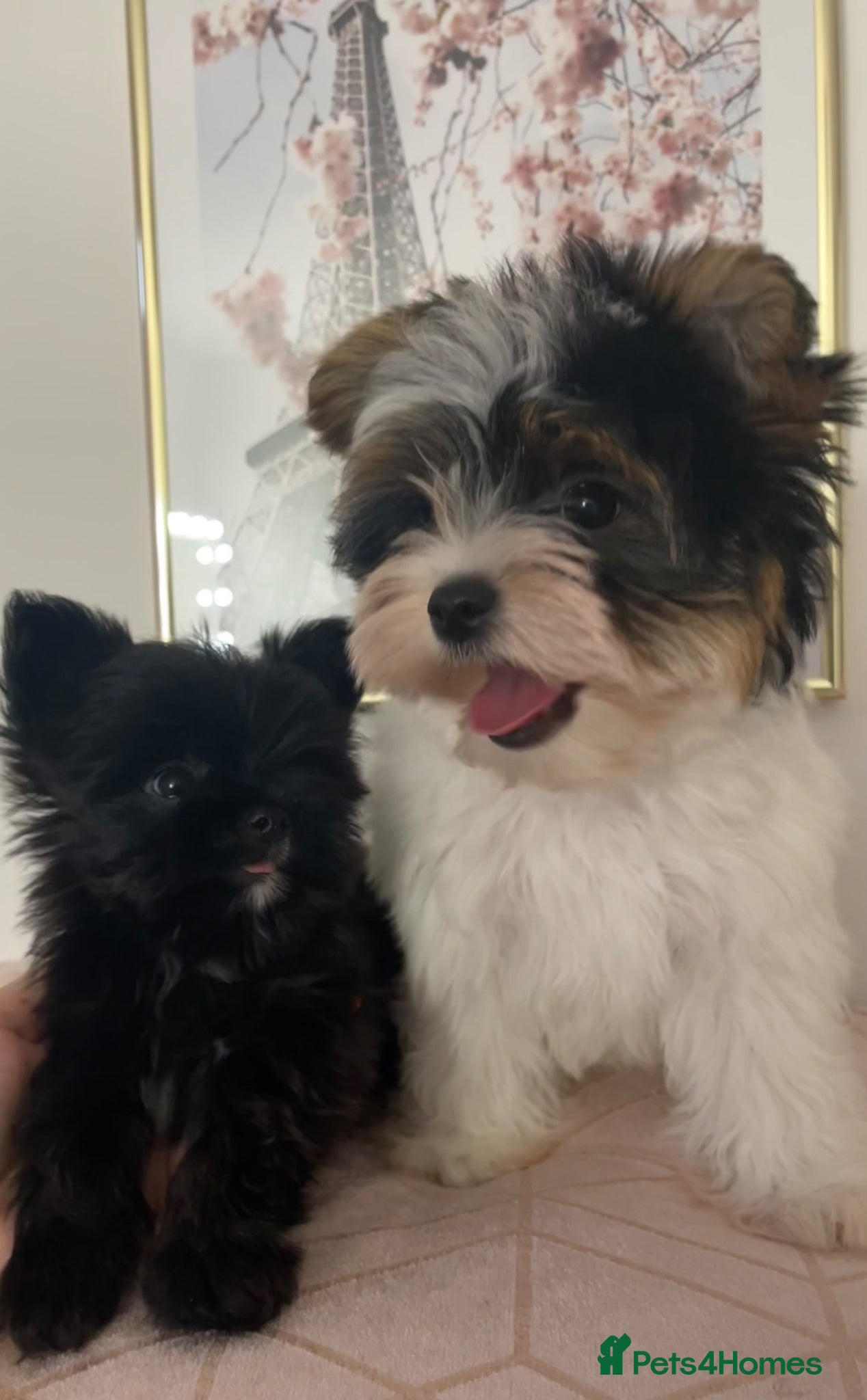Yorkshire Terrier dogs Beautiful small Biewer Yorkshire Terrier Pedigree  - Advert 3