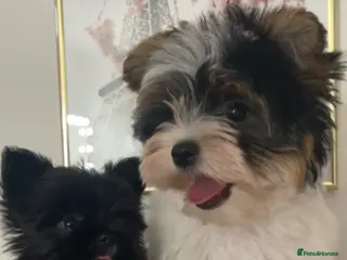Yorkshire Terrier dogs Beautiful small Biewer Yorkshire Terrier Pedigree - Advert 3