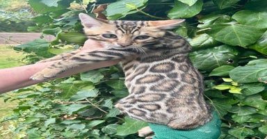 Bengal cats - Advert 1