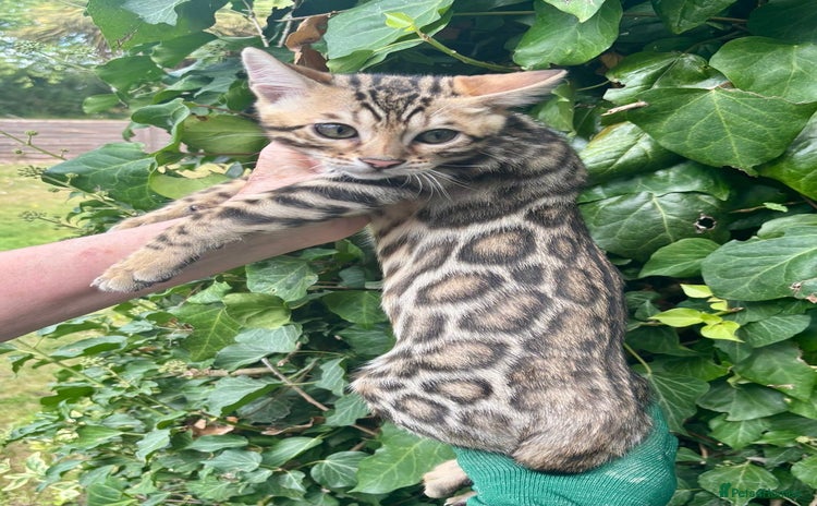 Bengal cats - Advert 11
