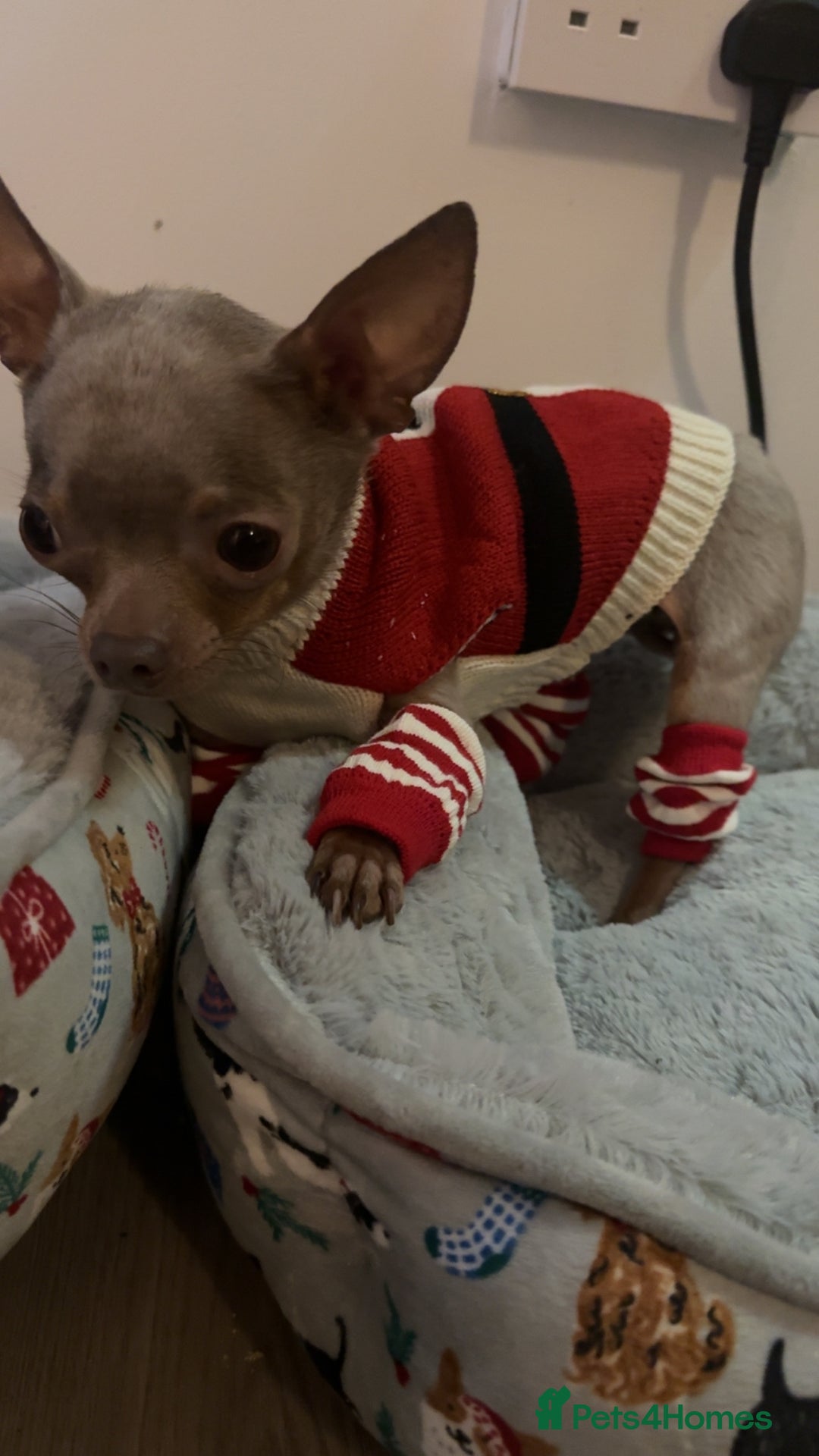 Chihuahua dogs for sale: Lilac  **  chihuahuas  - Advert 6