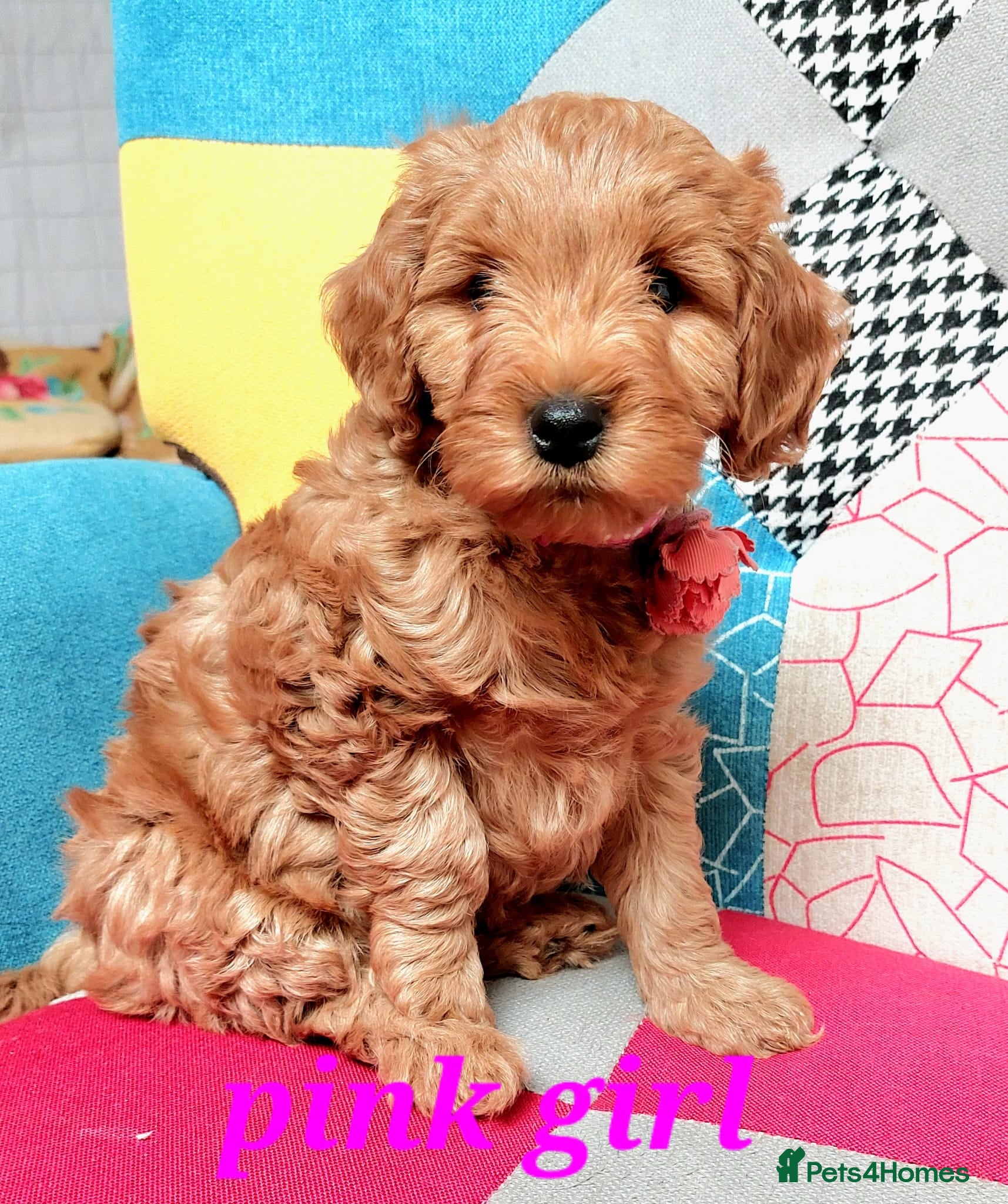 Cockapoo dogs READY NOW cockapoo pups F1B DNA tested parents - Advert 1
