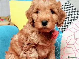 Cockapoo dogs READY NOW cockapoo pups F1B DNA tested parents - Advert 1