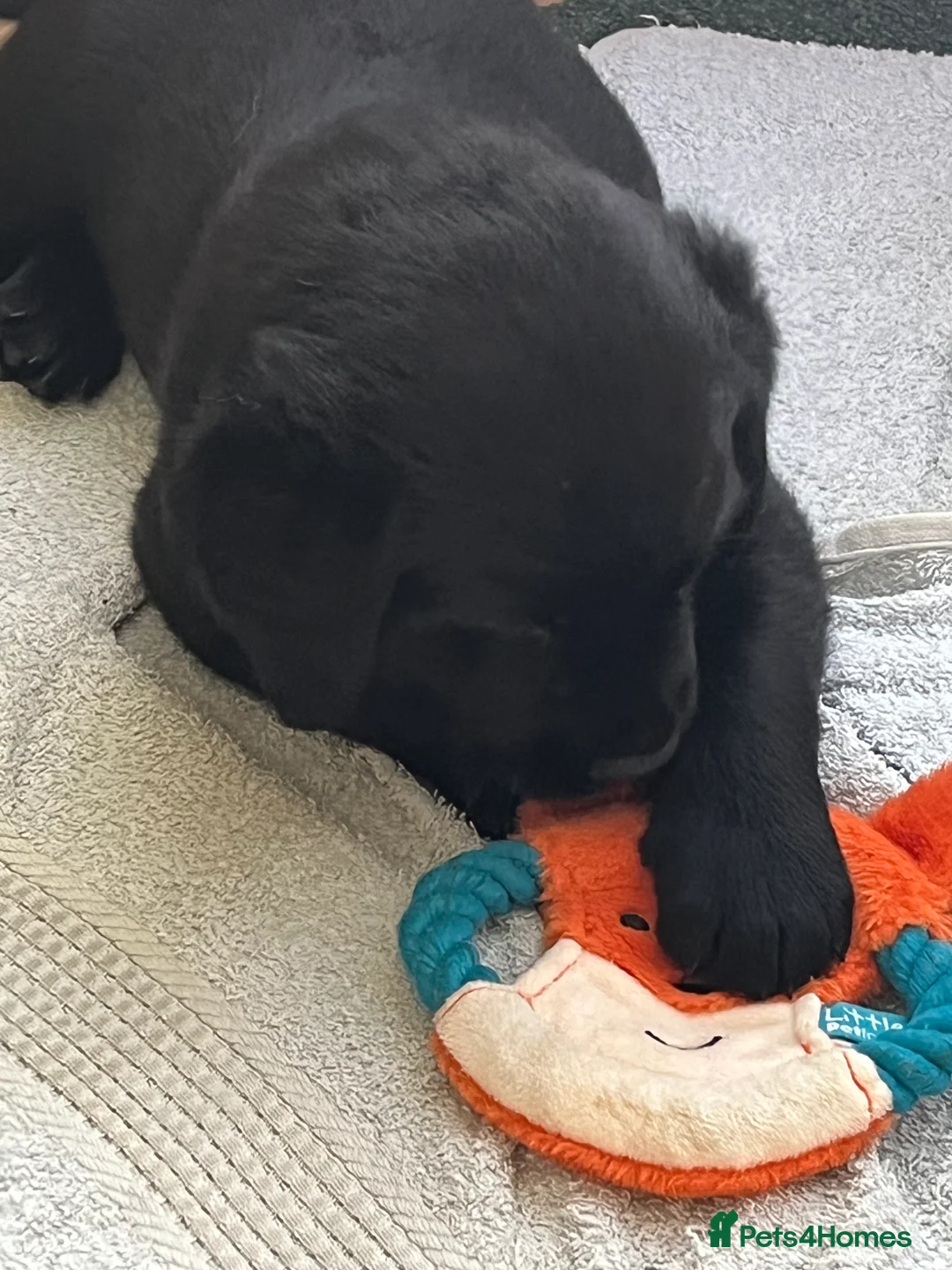 Labrador Retriever dogs for sale: Black Labrador Dog Pup - Advert 4