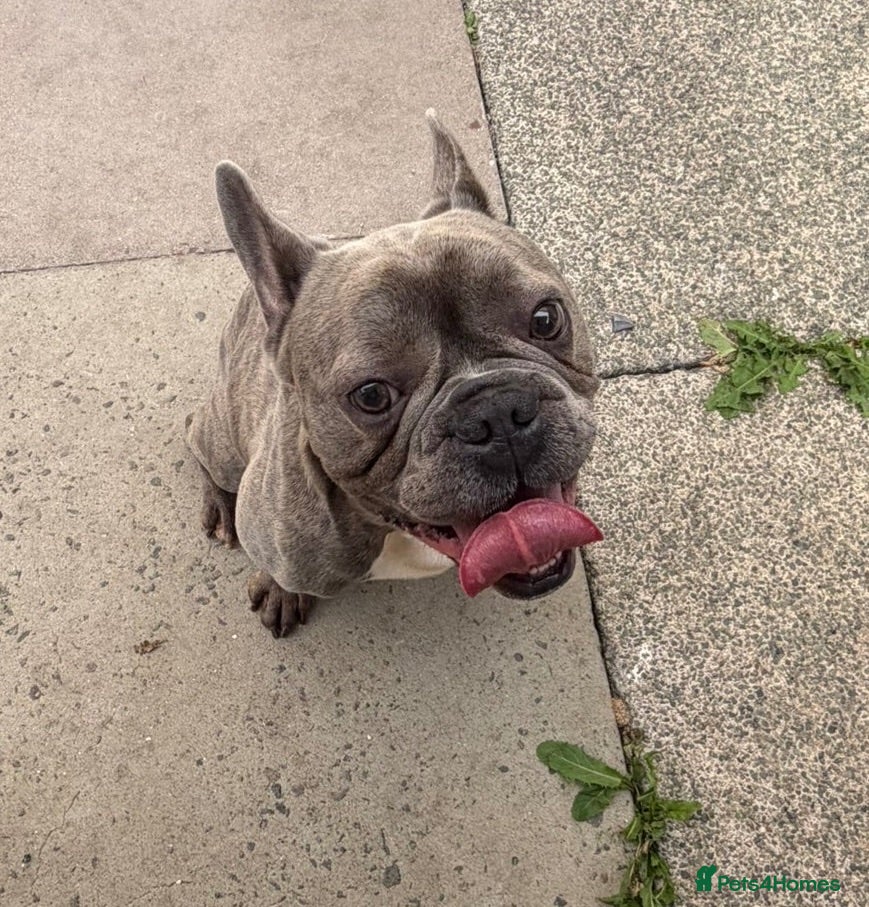 Mixed Breed dogs Loving 2-Year-Old Frenchton Male 🐾🦴 - Advert 1