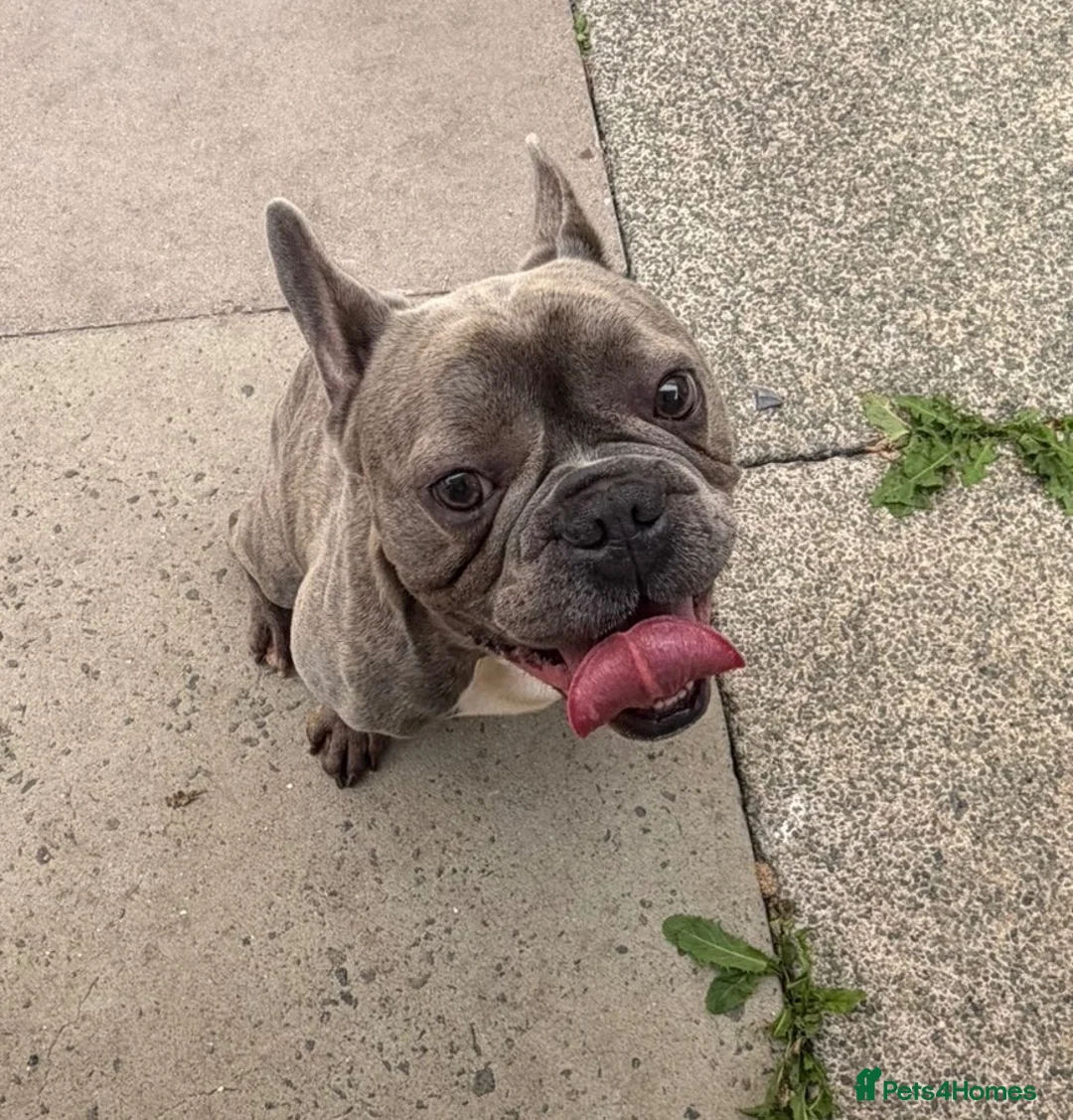 Mixed Breed dogs for sale: Loving 2-Year-Old Frenchton Male 🐾🦴 in Crewe - Advert 1