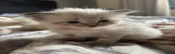 Mixed Breed cats for sale: Ragdoll Siberian Neva Masquerade Kittens - Advert 34