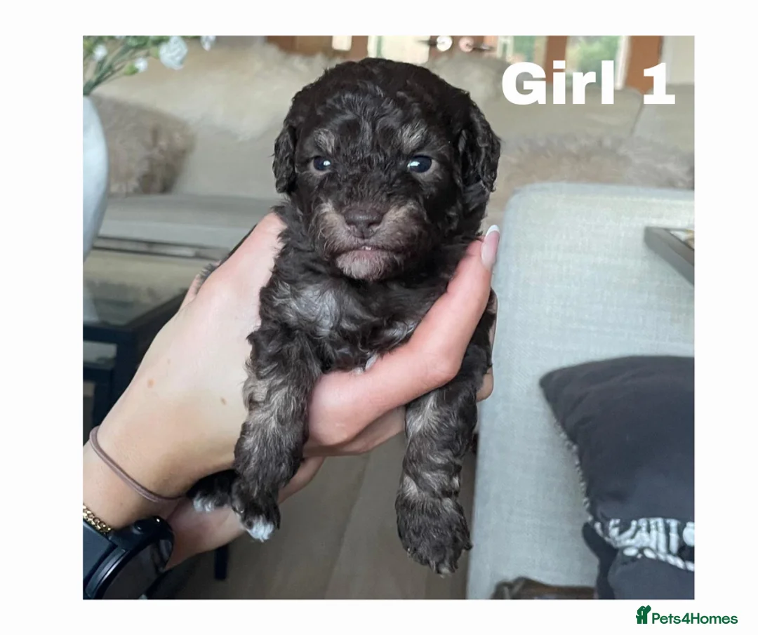 Maltipoo dogs for sale: Adorable Maltipoo girls ready to leave 22nd of Feb - Advert 4