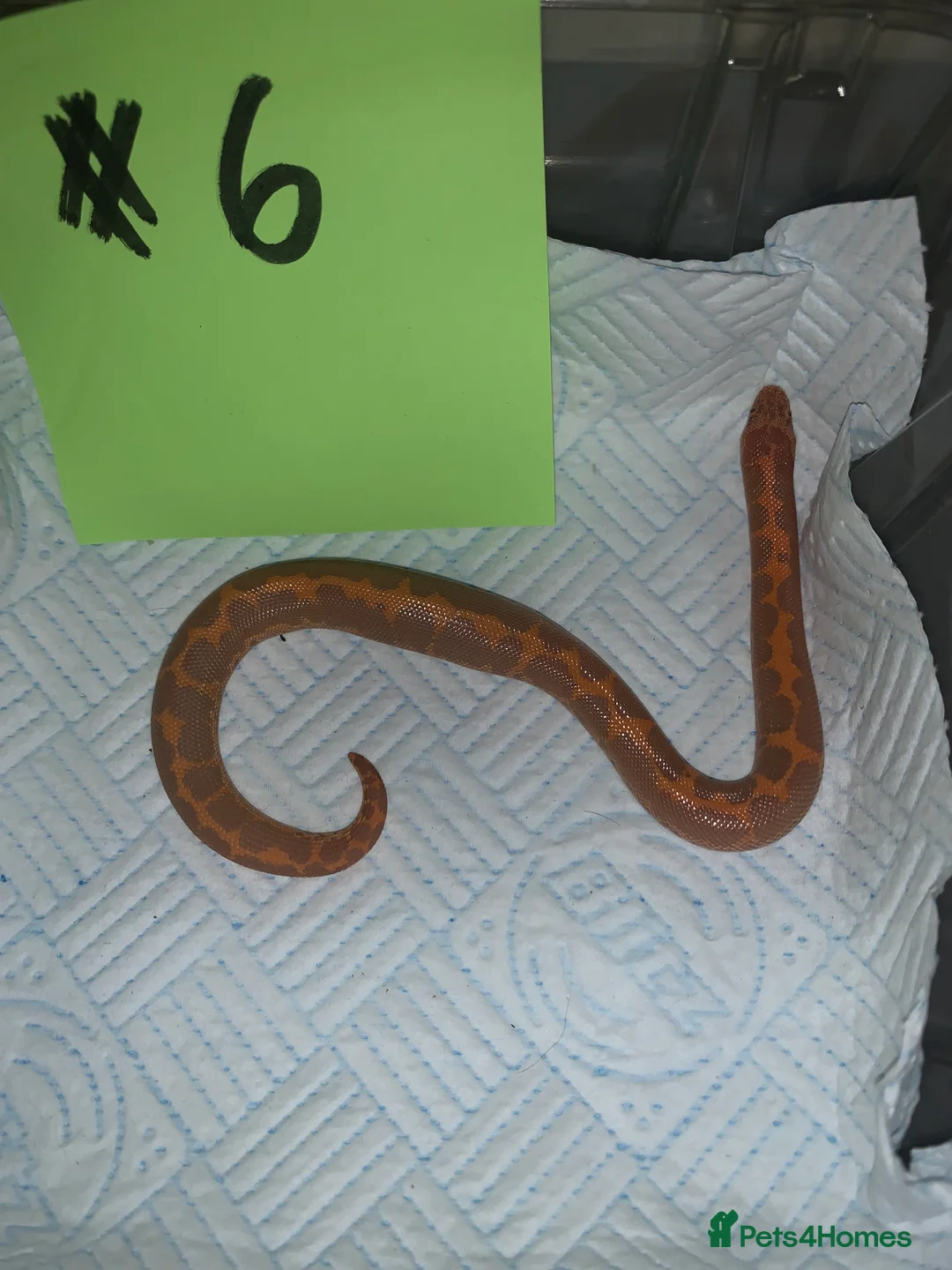 Boa Snake reptiles for sale: Kenyan sand boas for sale Essex  - Advert 6