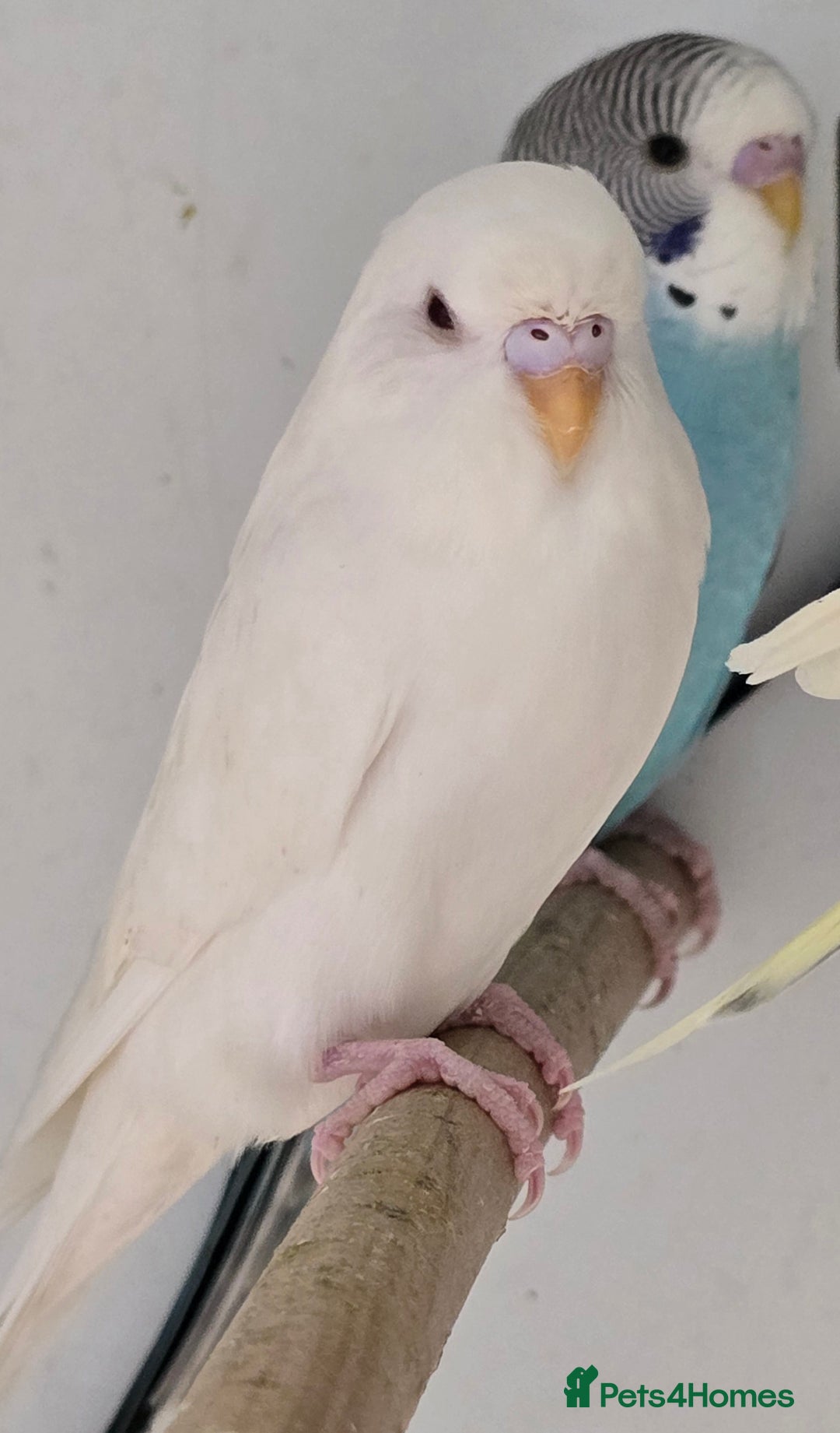 Budgerigars birds for sale: Stunning Baby Budgies available now!!! - Advert 13