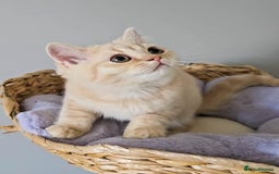 British Shorthair cats for sale: Rare Cream Kitten Ready For New Home - Image 11