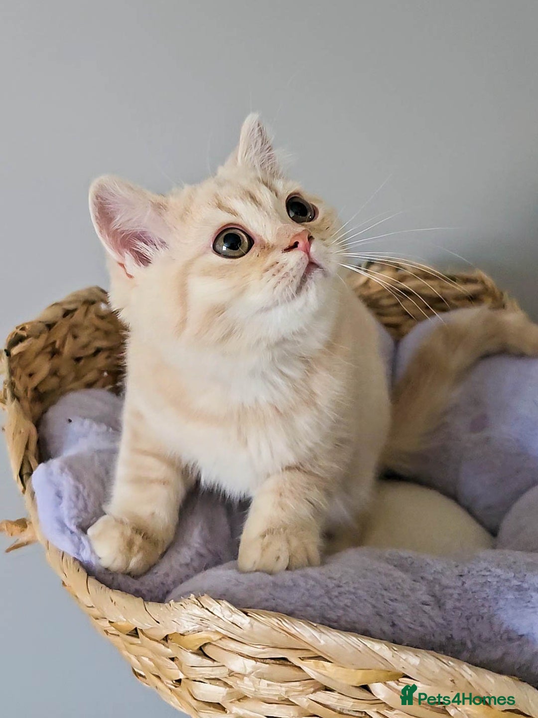 British Shorthair cats for sale: Rare Cream Kitten Ready For New Home - Image 11