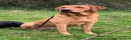 Labrador Retriever dogs for sale: FOX RED LABRADOR PUPPIES PARENTS HEALTH TESTED in Chepstow - Advert 17