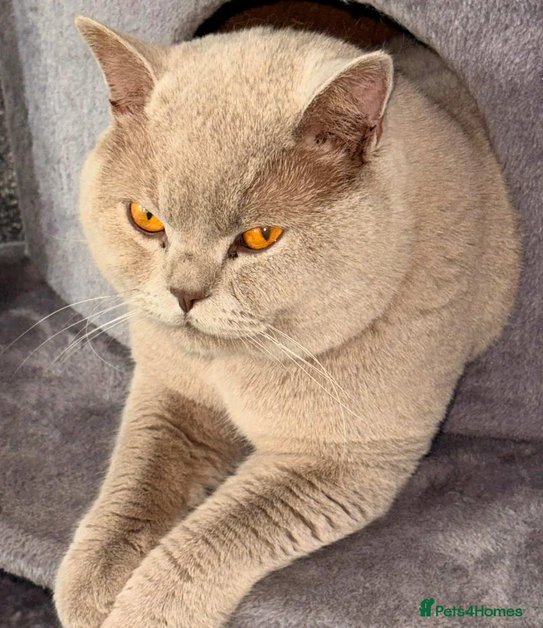 British Shorthair cats for stud: British short hair stud - Advert 2